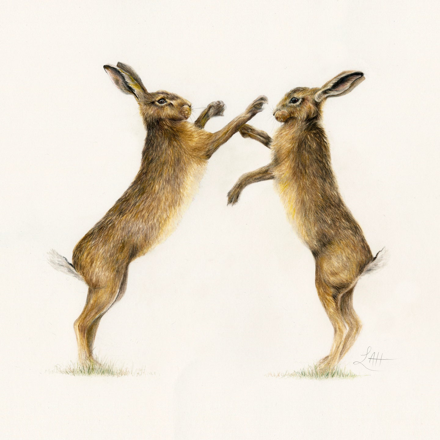 Boxing Hares